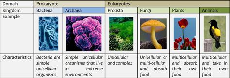 6 Kingdoms Of Life Hwt Hwt Prokaryotes Animals Matter Life