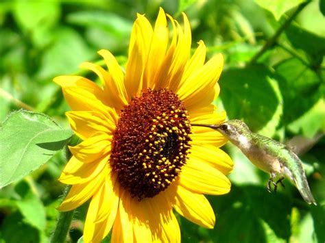 Free Free 207 Sunflower And Hummingbird Svg SVG PNG EPS DXF File