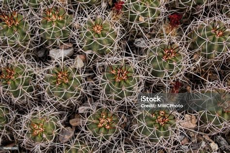 Little Barrel Cacti Stock Photo Download Image Now Barrel Cactus