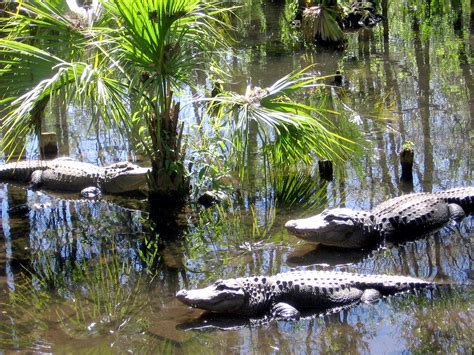 Now Endangered Floridas Silver Springs Once Lured Tourists Npr