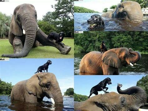 Dog Elephant Soulmates Bff Furryfriends Animals Animals