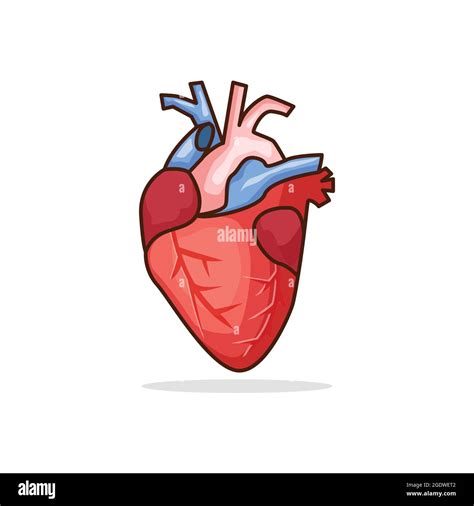 Ilustración Del Vector Del órgano Del Corazón Humano Diseño Aislado
