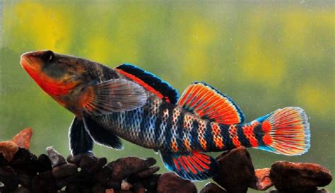 Rainbow Darter Native To North America Freshwater Aquarium Fish