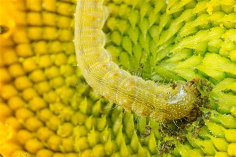 Worm On Sunflower A Worm Eating Stock Image Image Of Macro Insect