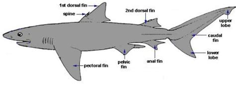 Shark Biology Discover Fishes