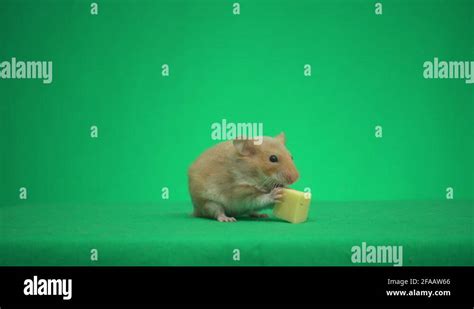 Syrian Hamster Stock Videos And Footage Hd And 4k Video Clips Alamy