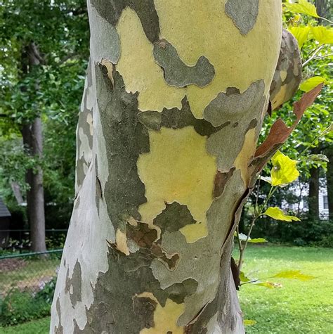Disse trærne er lenge levende og sprek, og kommer ikke ofte til å tenke på bruken av tømmeret. Tree Info | ACER-ACRE