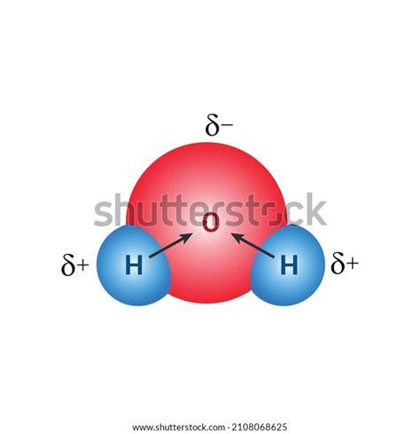 Polar Covalent Bonds Water Molecules H2o Stock Vector Royalty Free