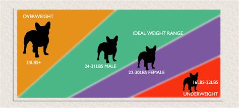 Mini French Bulldog Weight Chart