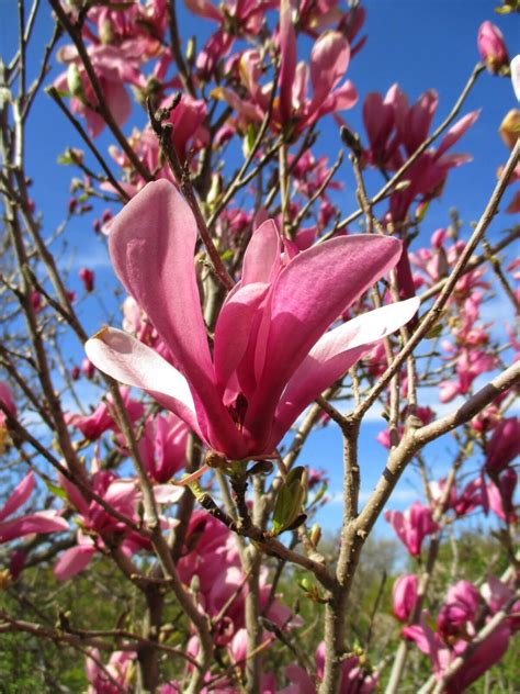 Live Plant Ann Magnolia Tree Established Rooted 1 Plant In 1 Gallon
