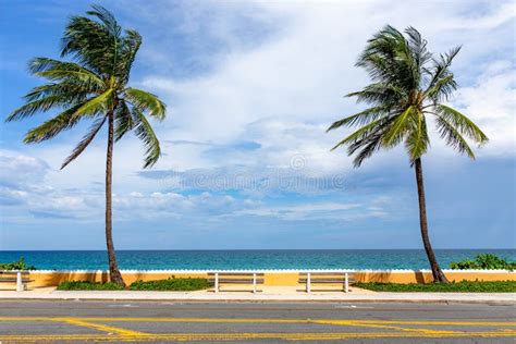 South Florida Coastal Palm Trees And Beach Stock Photo Image Of