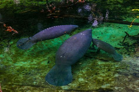 Snapshots The Manatees Of Blue Springs State Park — Miles 2 Go