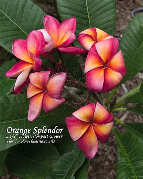 Orange Splendor Plumeria Plumeria By Florida Colors Nursery