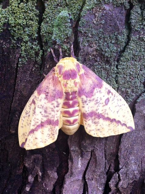 Rosy Maple Moth 3 By M Angel05 On Deviantart
