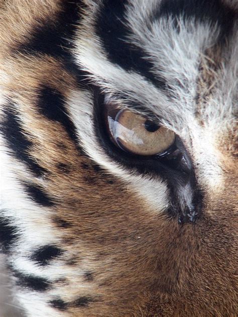 Tiger Eye Siberian Panthera Free Photo On Pixabay