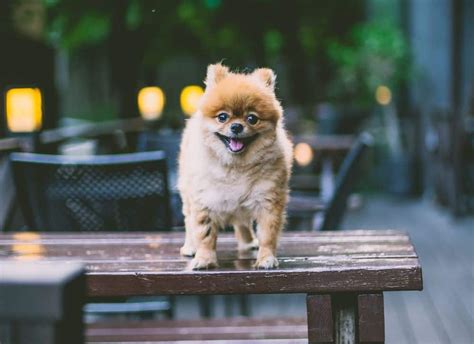 300 Fun And Fluffy Dog Names For Your Furry Friend