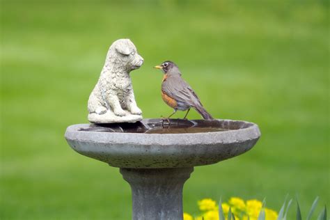 Let your yard look so amusingly decorated by the solar water pump. How to Build a Concrete Bird Bath | eBay