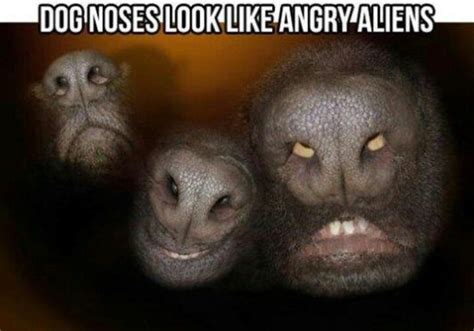 Angry Aliens Dog Nose Funny Pictures