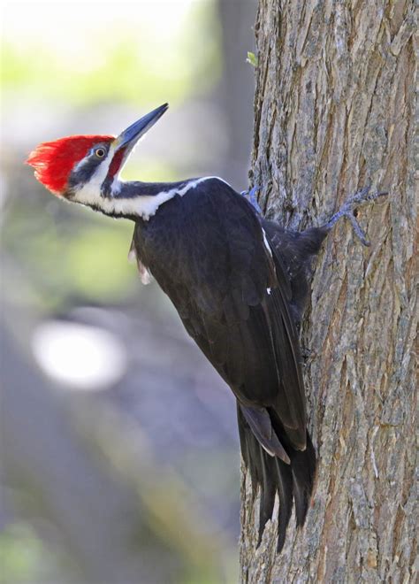 Woodpeckers In Tennessee Top 8 Most Common Woodpeckers