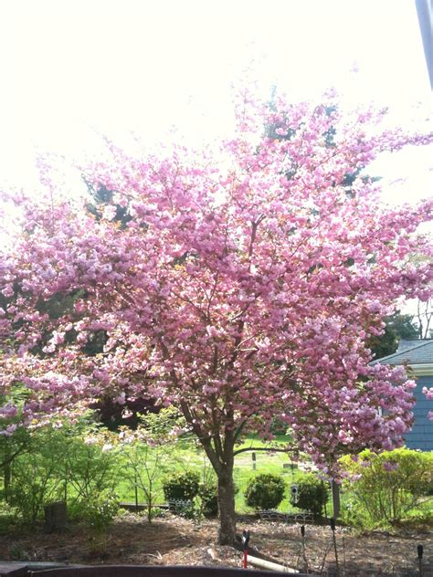 Kwanzan Cherry Tree This Beauty Never Fails Every Spring Trees To Plant Front Yard