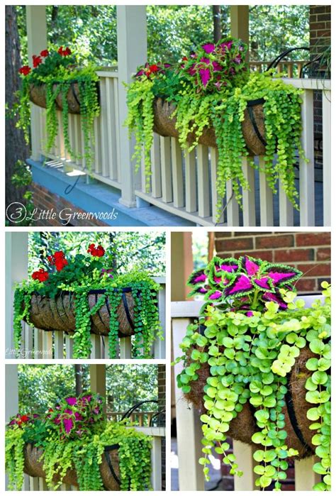 These are the best to use. The Best Plants for Hanging Baskets on Front Porches | My ...
