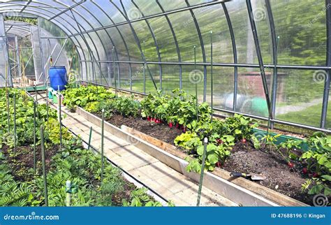 Growing Vegetables In Greenhouses Stock Photo Image Of Seedling