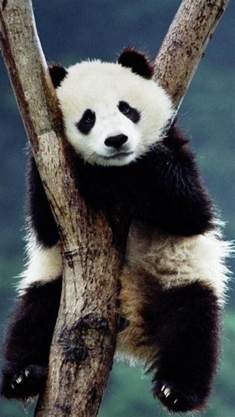 Panda Cute Wallpaper Android 2021 Android Wallpapers