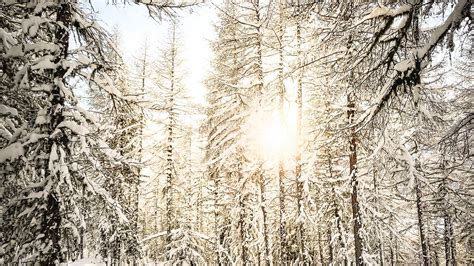 Download Wallpaper 1920x1080 Pines Trees Snow Sunlight Winter