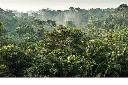 Forest Rainforest Tropical Fine Behance Mir Cf
