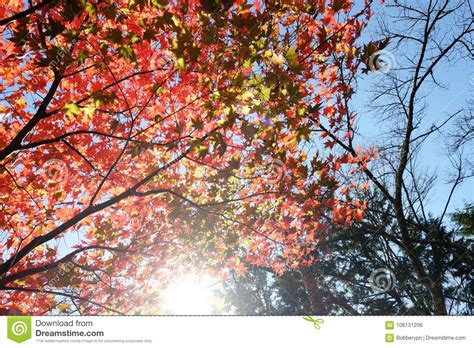 Colorful Autumn Tree With Dry Leaves And Sunshine Autumn Scenery