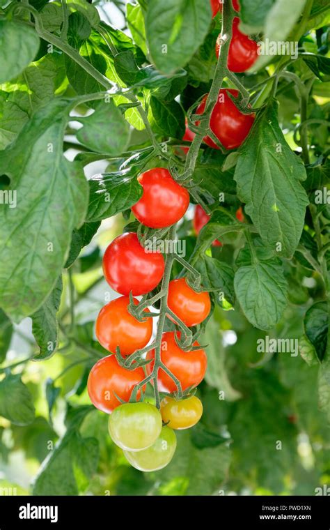 Truss Of Grafted Tomato Plants F1 Sweet Petit Cherry Tomato Solanum