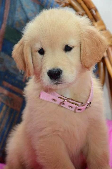 Favorite this post oct 2. Golden Retriever Puppies For Sale Near Me Under 1000