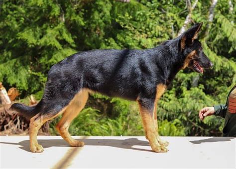 Types Of German Shepherds 5 Different Types Of Gsd Lines K9 Web