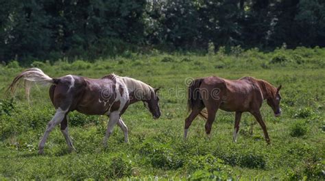 Couple Of Beautiful Wild Horses Walking In A Sunny Green Field Near The