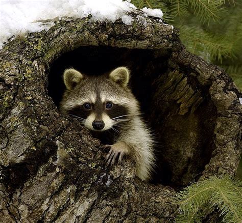 Baby Raccoon In A Tree Stump Cute Animals Animals Beautiful Animal