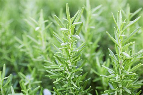 Growing And Caring For Rosemary Plants