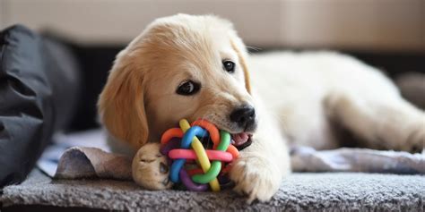 20 Indoor Dog Toys — Best Dog Treats Balls Chews And More