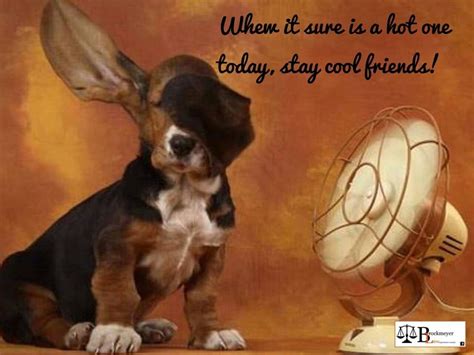 Pin By H David Macintosh On Beautiful Quotes And Pics 3 Cute Basset