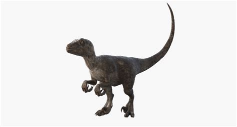 Realistic Velociraptor Rigged Raptor 3d Max