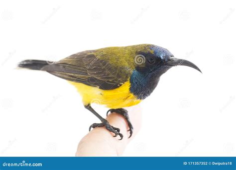 Male Olive Backed Sunbird Cinnyris Jugularis Nectarinia Jugularis