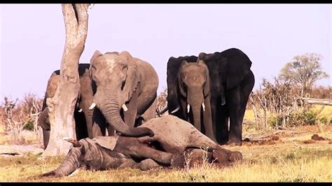 Well Never Forget You Elephants Refuse To Abandon Their Dad Friends Body Youtube