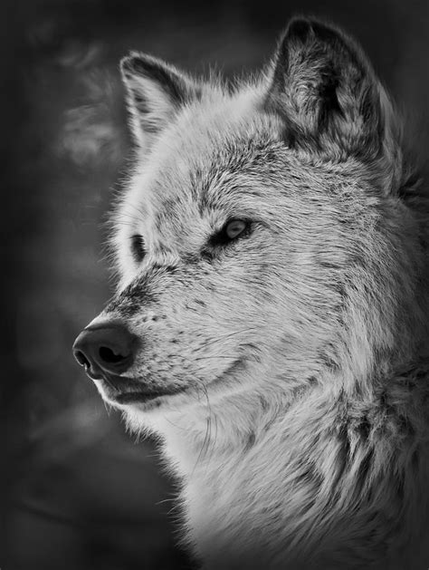 Wolf Portrait Bw Photograph By Athena Mckinzie Fine Art America
