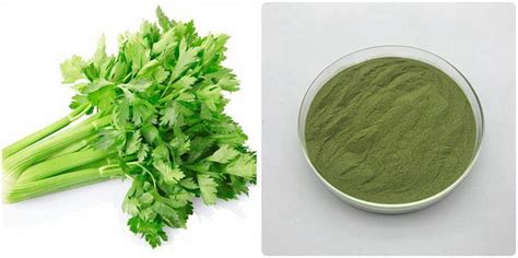 China Best Celery Powder Extract Manufacturers Suppliers And Factory