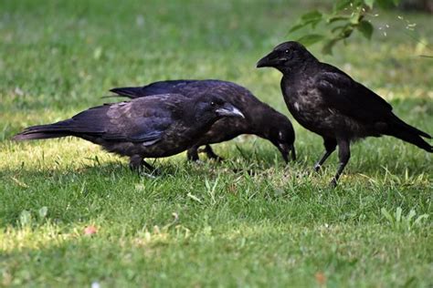 Do Crows Mate For Life Fun Crow Mating Facts Optics Mag