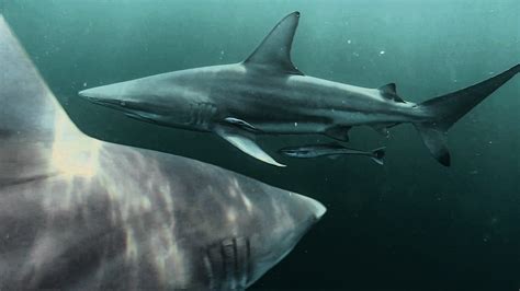 Blacktip Sharks Seaunseen