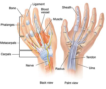 Hand Anatomy And Function Bone And Spine Nerve Anatomy Median The Best Porn Website