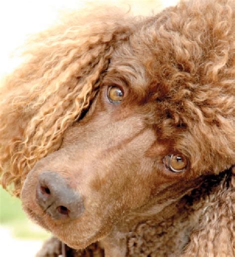 Standard Poodle