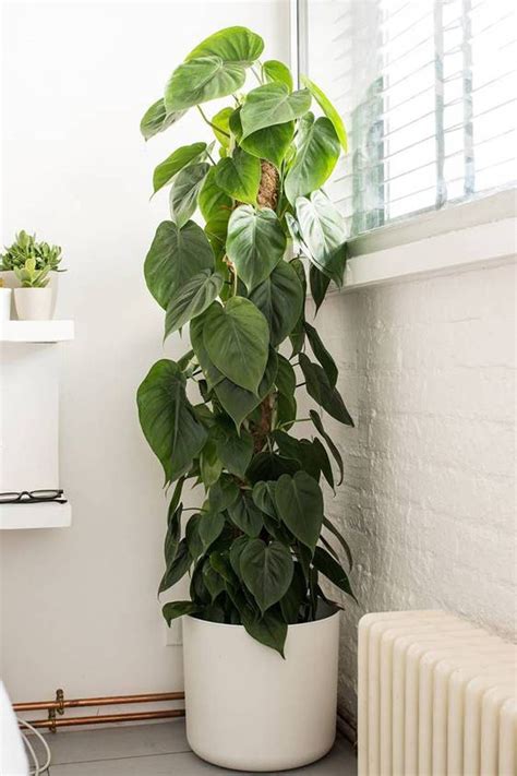 The Nine Best Indoor Plants For Bright Leafy Interiors Inside House