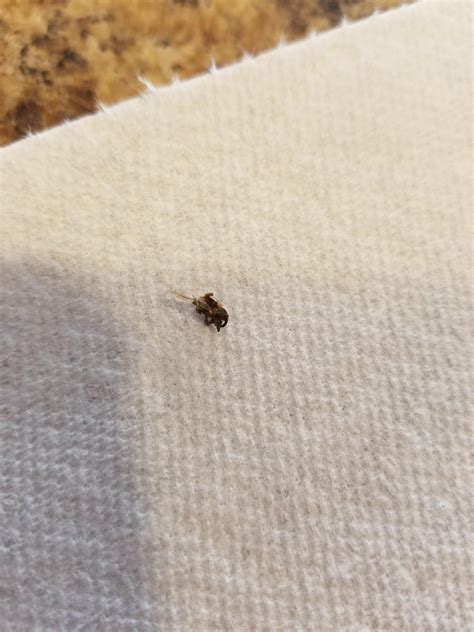 Is This A Bed Bug Sorry Its Back Was Crushed Bedbugs