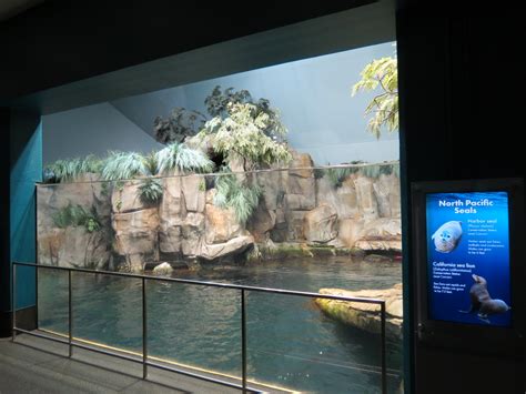 Aquarium North Pacific Pinniped Exhibit Upper Level Zoochat
